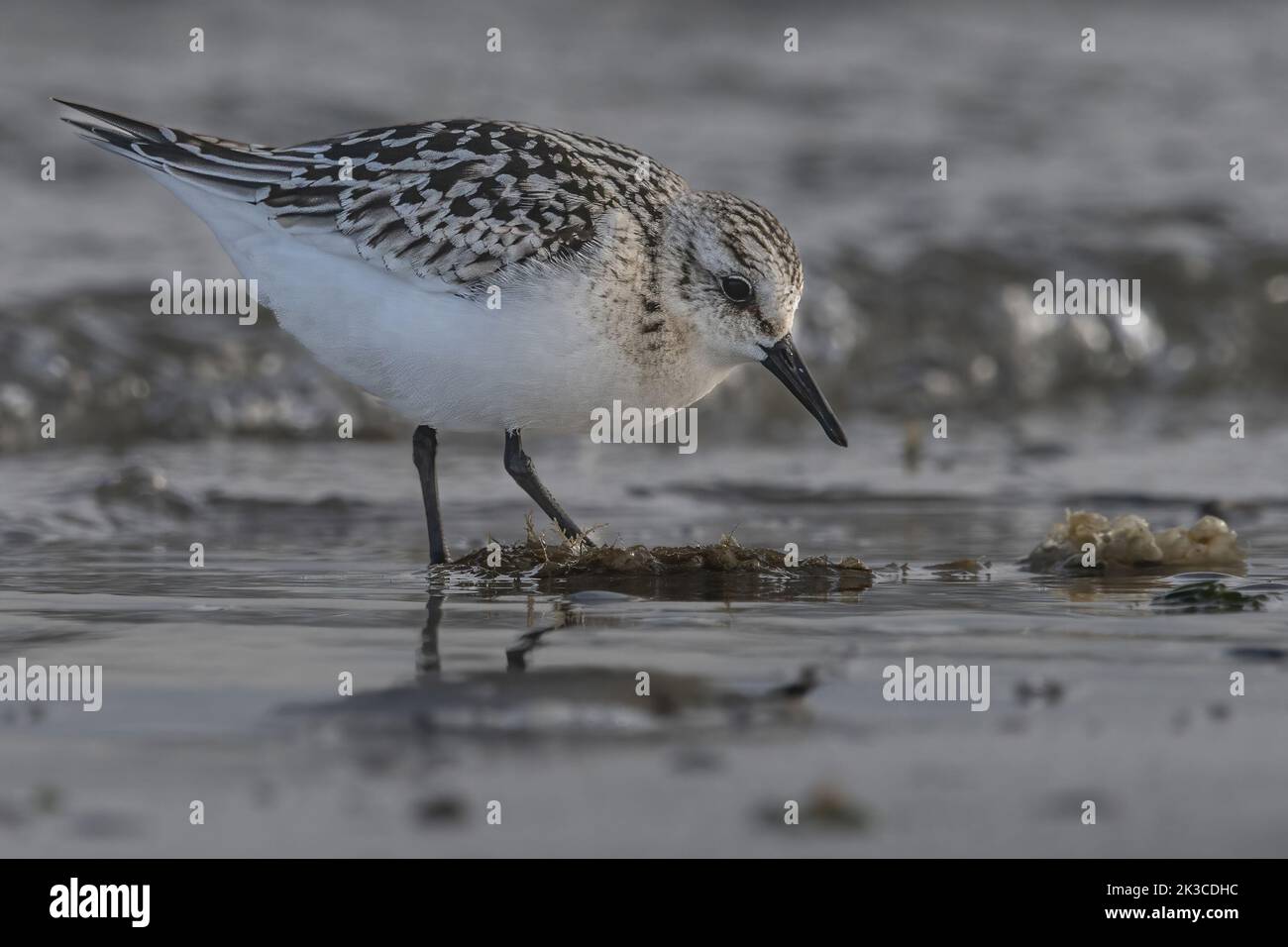 Baie de somme, oiseaux en vol Stock Photo