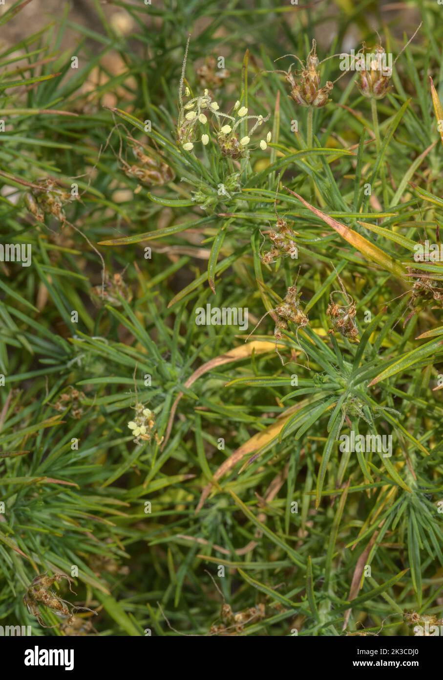 A Plantain, Plantago arborescens, from the Canary Islands Stock Photo