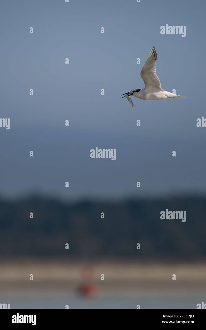 Baie de somme, oiseaux en vol Stock Photo
