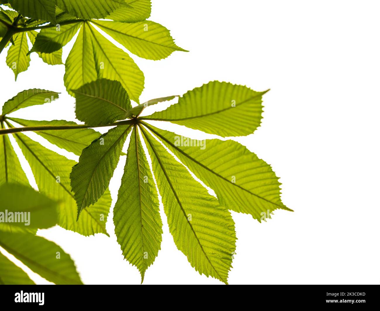 Green chestnut leaves lie like a fan on the background of a bright sky. Stock Photo