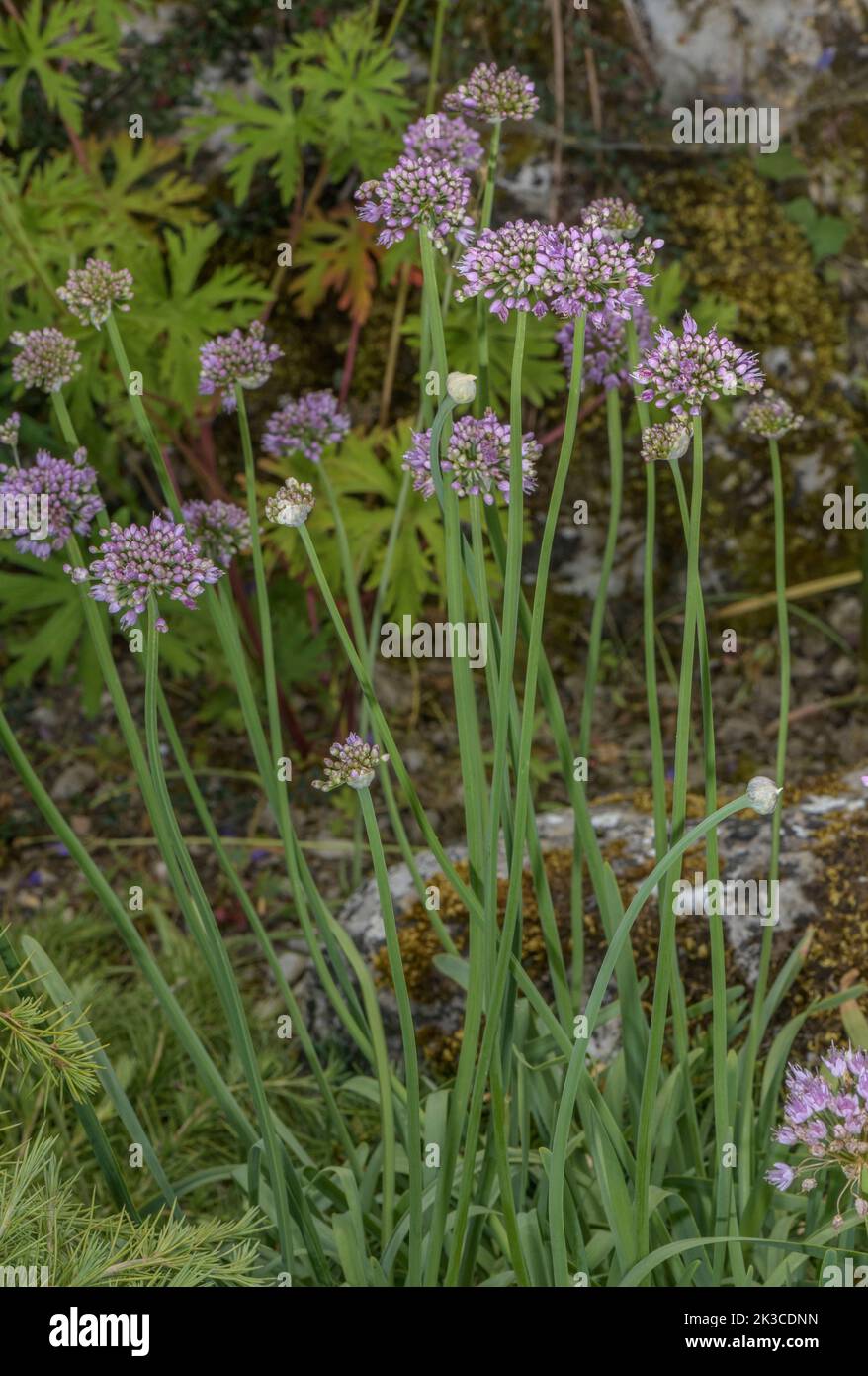 Mouse Garlic, Allium angulosum now merged into Allium lusitanicum. To 2200m in french Alps. Stock Photo