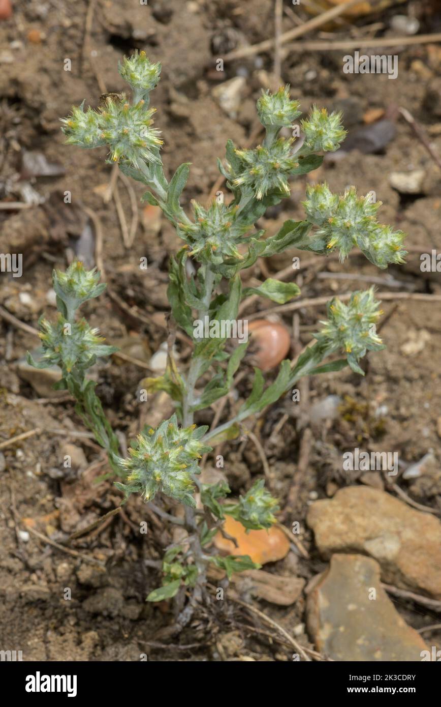 Red-tipped cudweed, Filago lutescens; an uncommon winter annual, in flower. Stock Photo