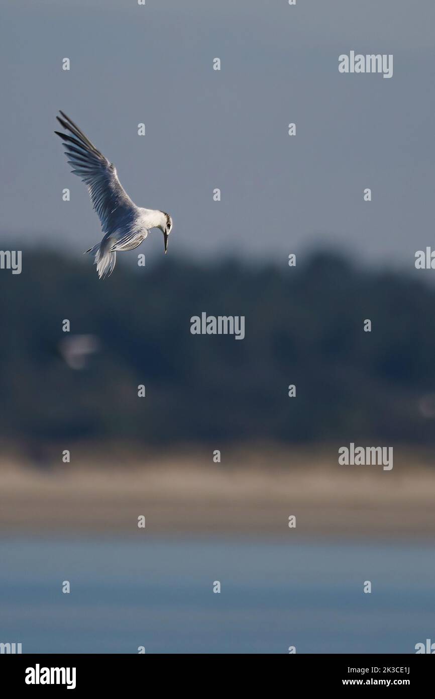 Baie de somme, oiseaux en vol Stock Photo