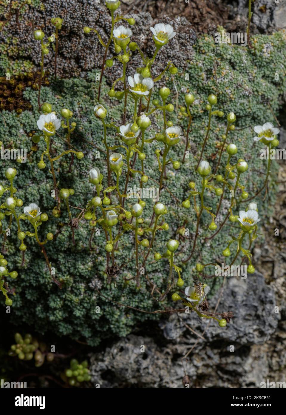Dolomites saxifrage, Saxifraga squarrosa in flower, eastern Italian Alps. Stock Photo