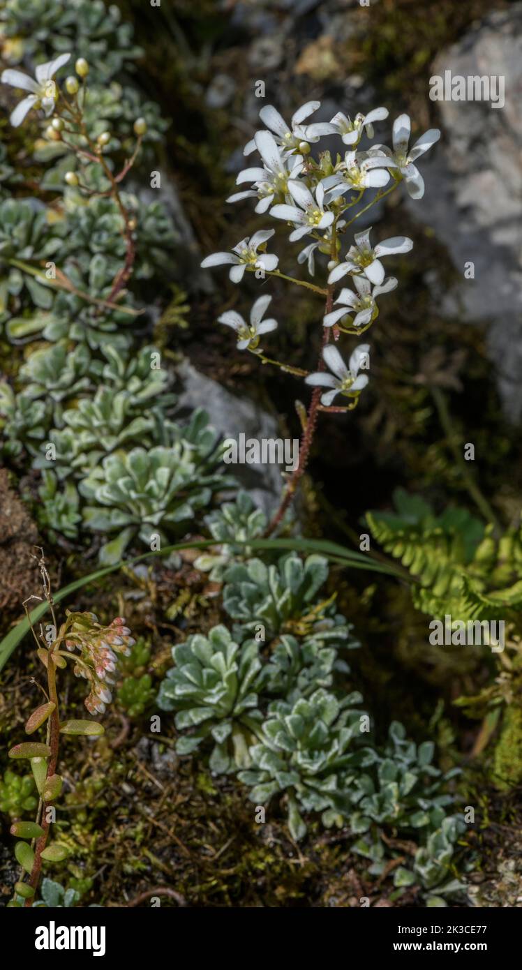 Spoon-leaved saxifrage, Saxifraga cochlearis, in flower in the Maritime Alps. Stock Photo