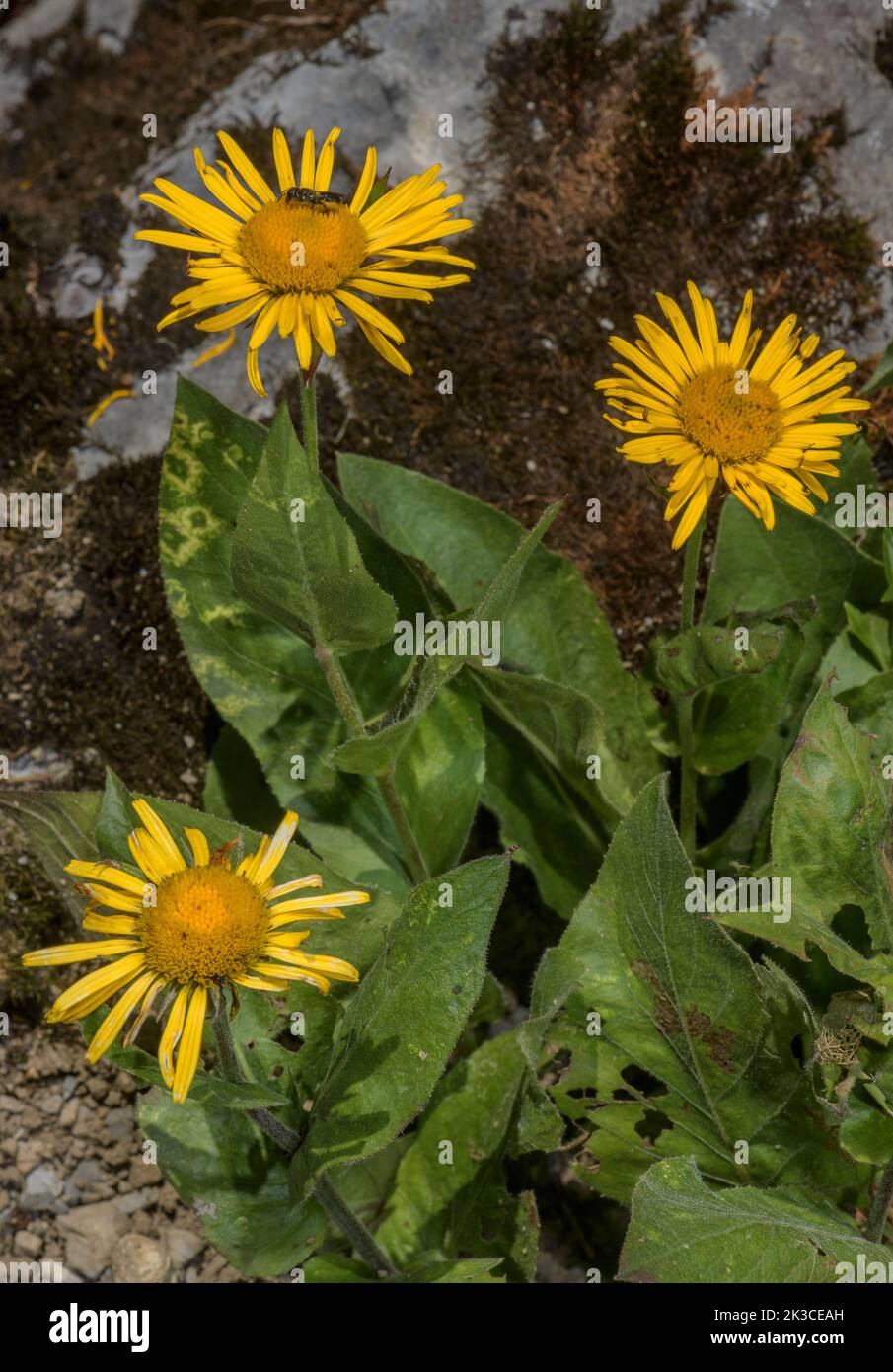 A rare endemic yellow oxeye, Buphthalmum speciosissimum, (Telekia speciosissima), in the Italian Alps. Stock Photo