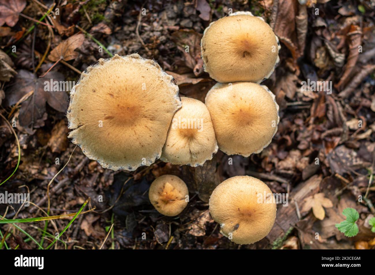 Group of fungi mushrooms toadstools growing among leaf litter on woodland floor during autumn, England, UK Stock Photo