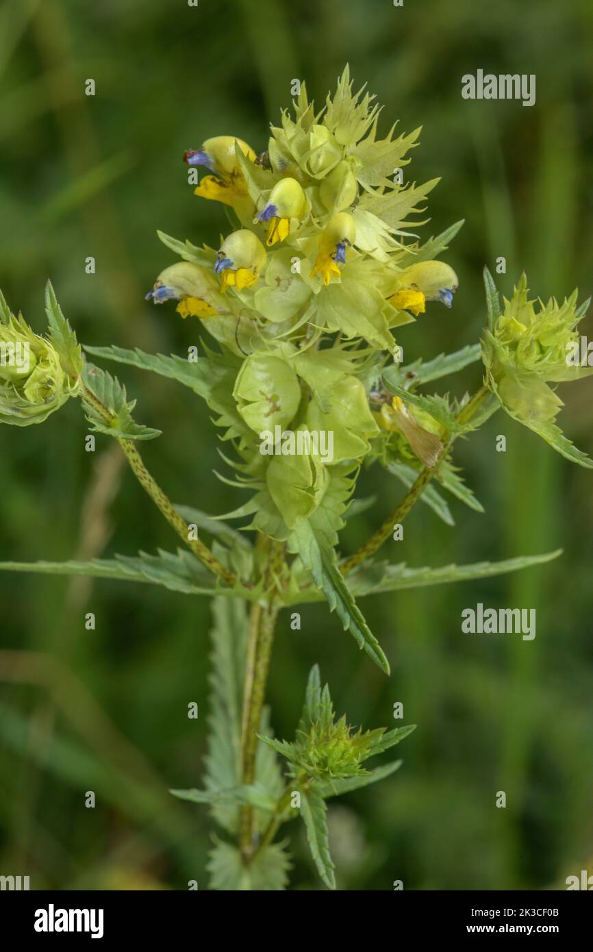 A yellow-rattle, Rhinanthus antiquus in montane grassland in the Italian Alps. Stock Photo