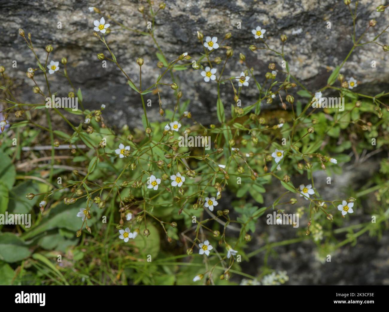 Fairy flax, Linum catharticum, in flower in rocky calcareous grassland. Stock Photo