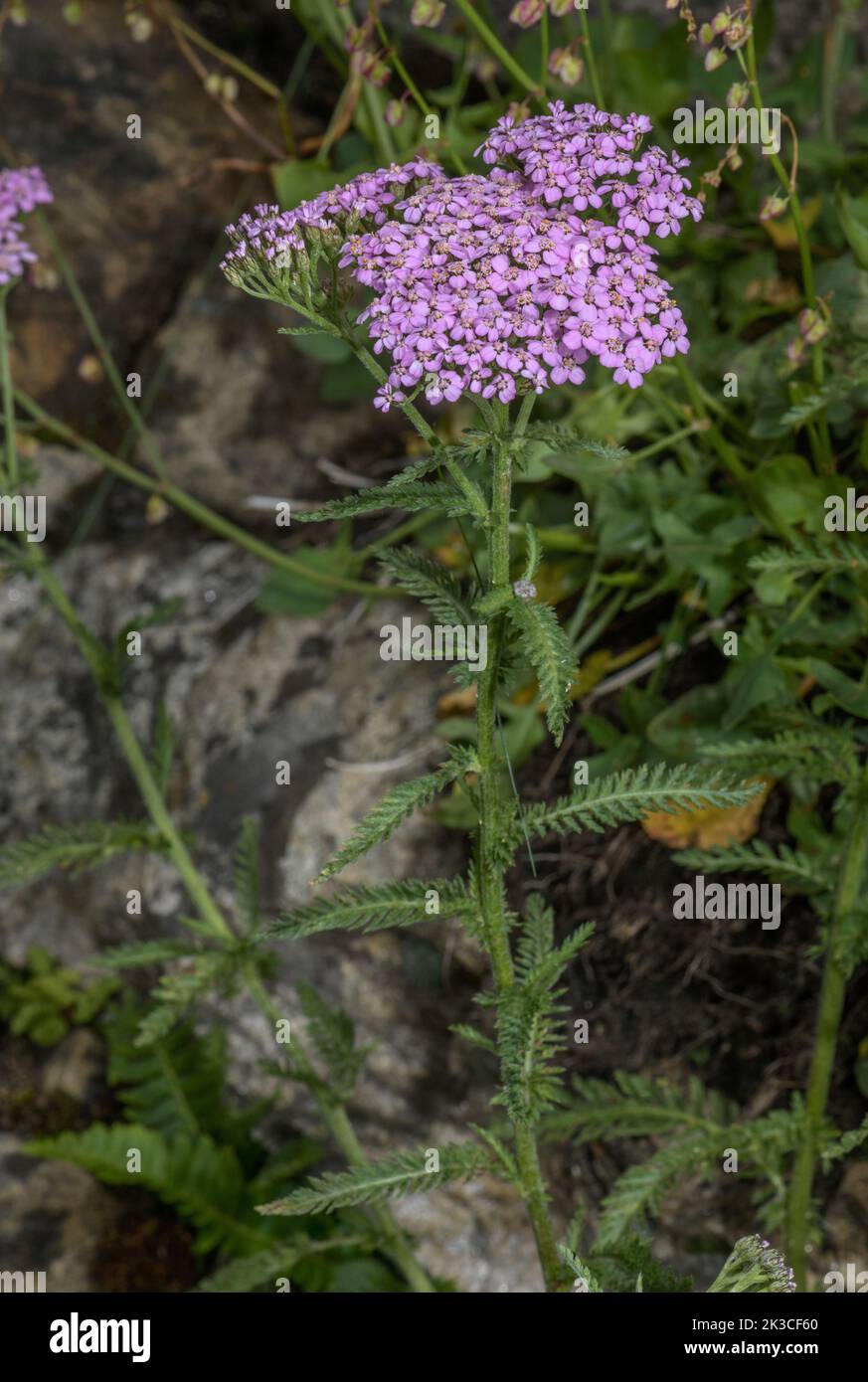 An alpine form of Yarrow, Achillea millefolium subsp. sudetica, in the Italian Alps. Stock Photo