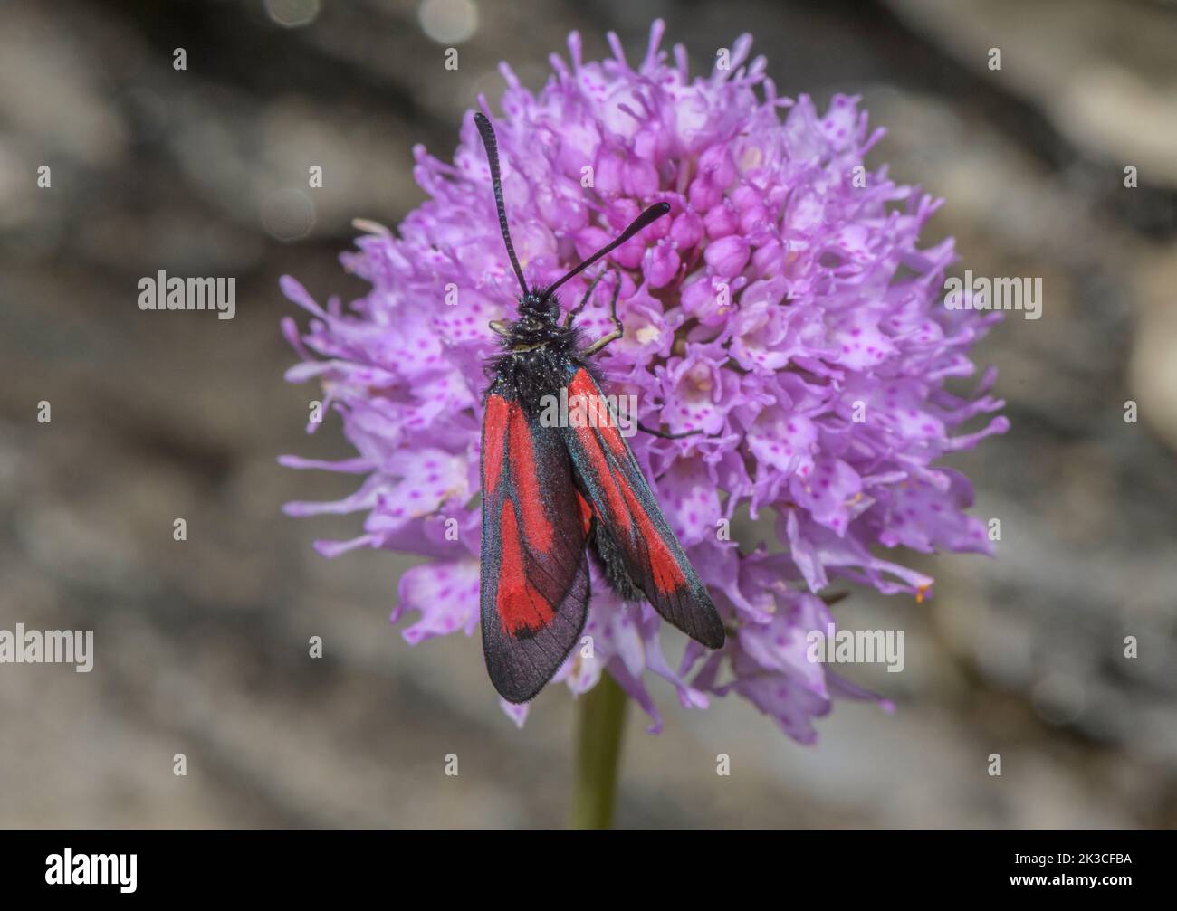 A Burnet moth, probably Sluggish burnet, Zygaena erythrus, on Globe-flowered Orchid, Traunsteinera globosa, in flower in the Italian Alpa. Stock Photo