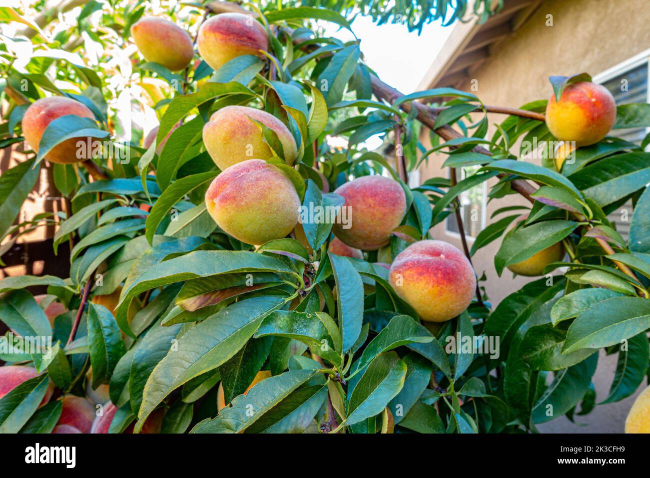 Peach growing on tree hires stock photography and images Alamy
