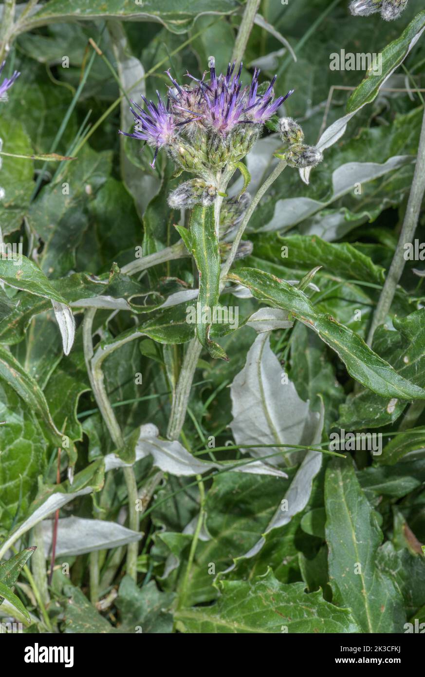 Heart-leaved Saussurea, Saussurea discolor in flower in the Italian Alps. Stock Photo
