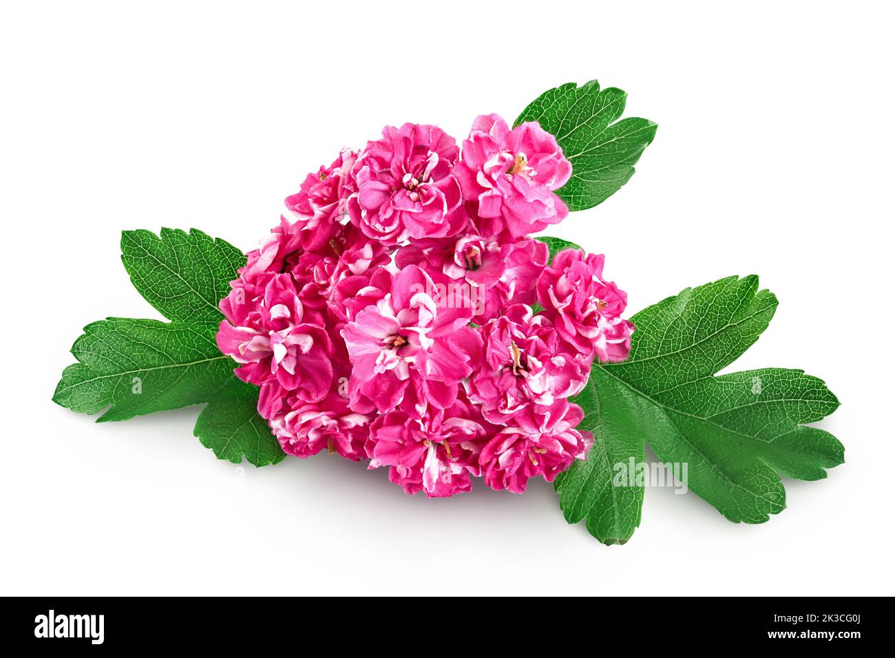 Blooming branch of hawthorn isolated on white background. Crataegus Pauls Scarlet Stock Photo