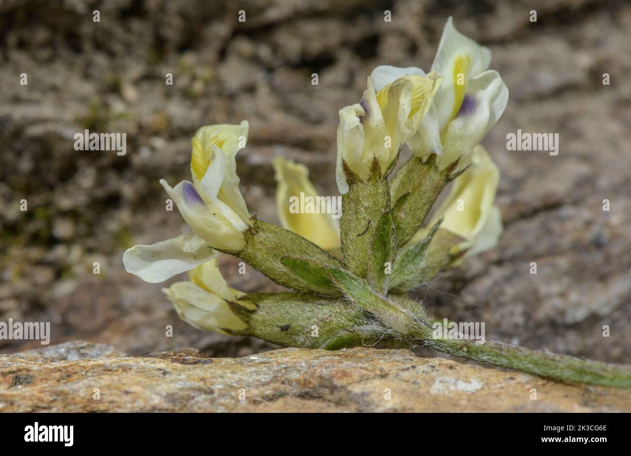Yellow Milk-vetch, Oxytropis campestris subsp. tyroliensis, in flower in the Italian Alps - showing Oxytropis peg on keel. Stock Photo