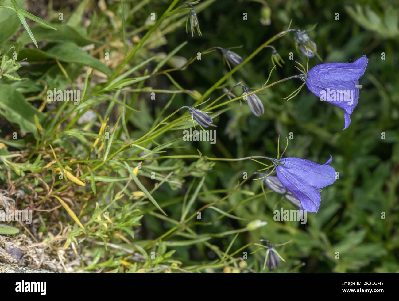 Scheuchzer's Bellflower, Campanula scheuchzeri in flower in the Italian Alps. Stock Photo