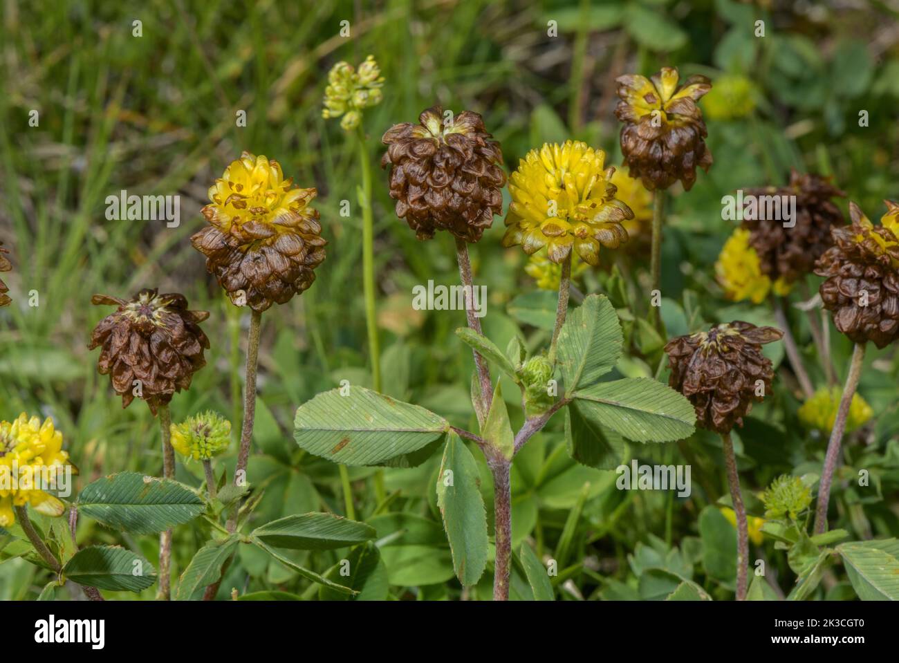 Brown Clover, Trifolium badium, in flower, Italian Alps. Stock Photo