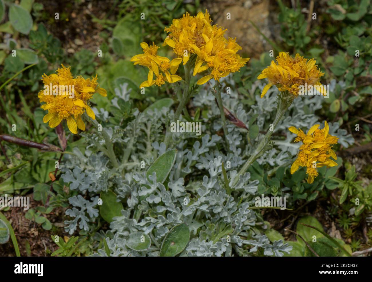 White-leaved Ragwort, Jacobaea incana, in flower in the Italian Alps. Stock Photo