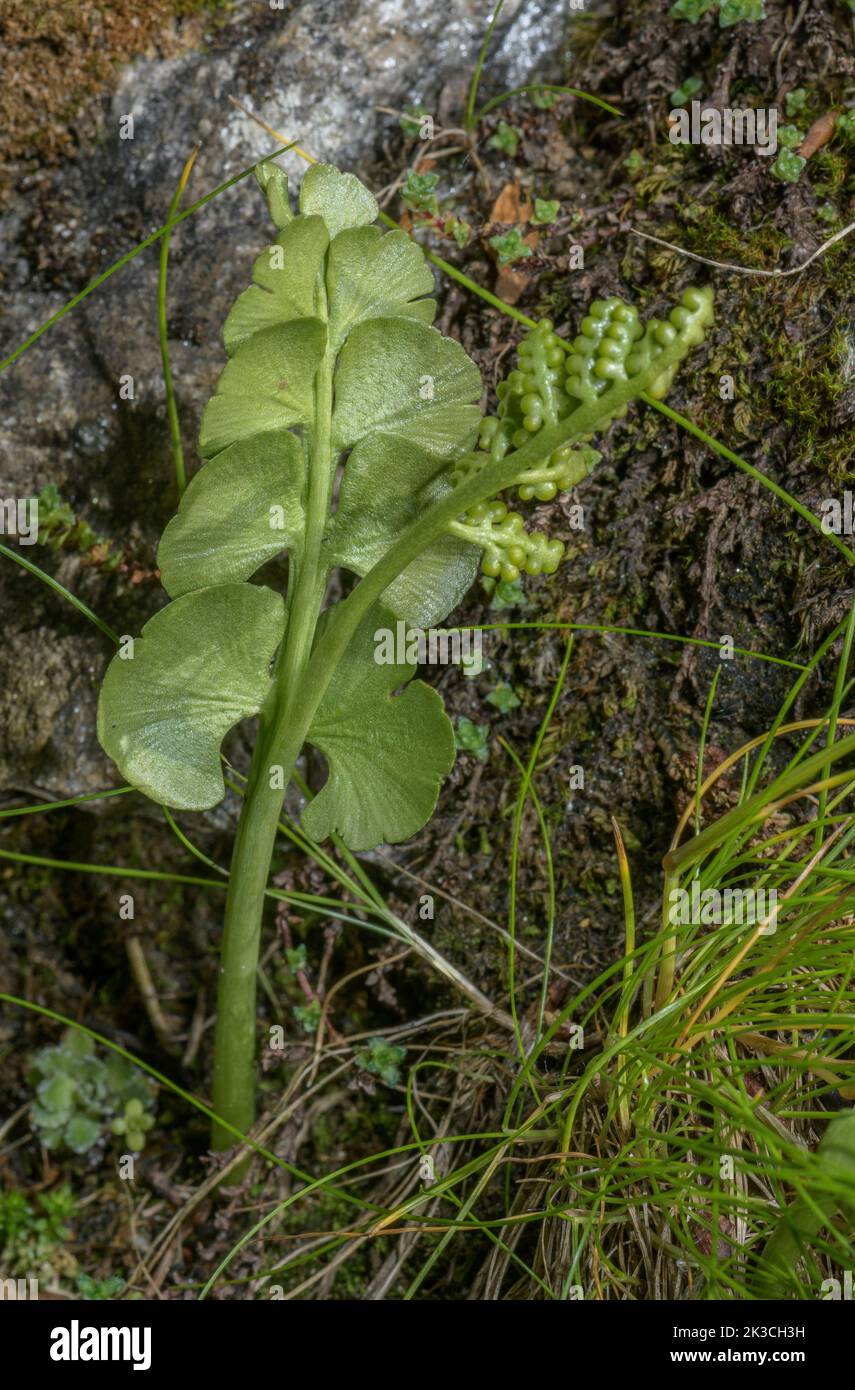 Moonwort, Botrychium lunaria, fern, with fertile frond. Stock Photo