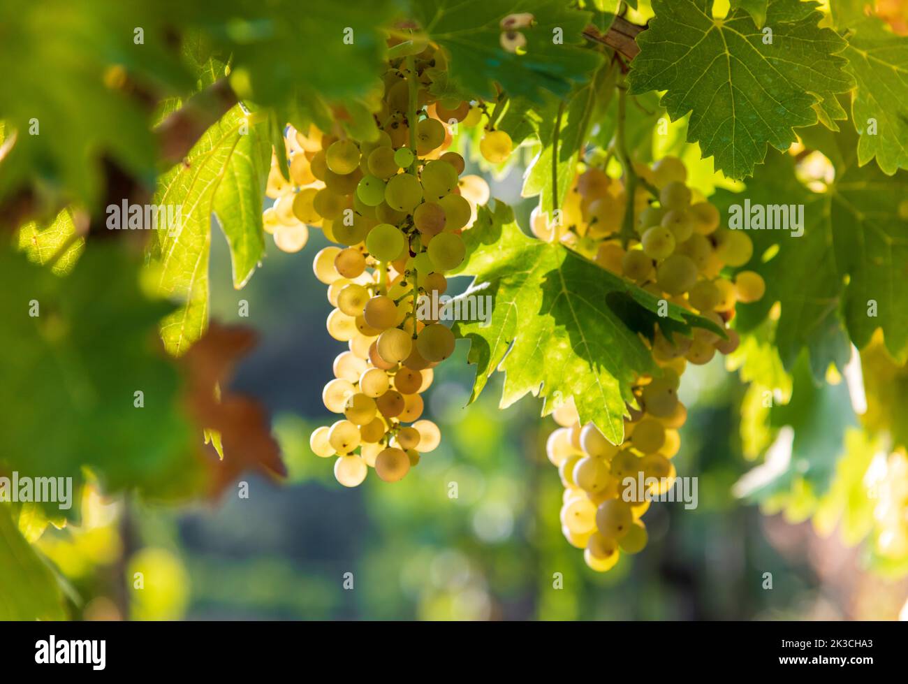 Soft focus of bunches of ripe white grapes hanging on branch with green leaves under bright sunlight in garden Stock Photo