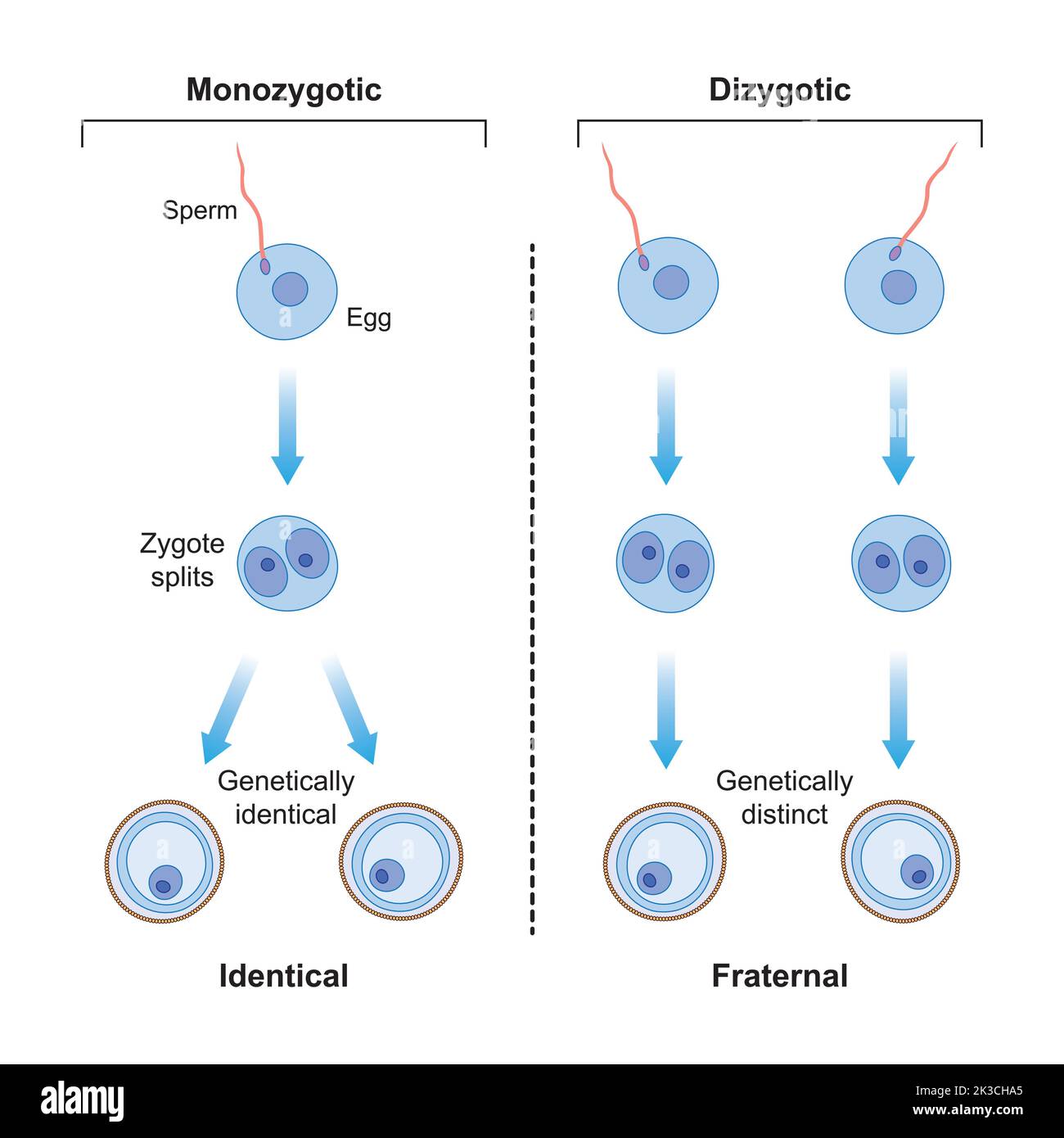 Scientific Designing of Differences Between Monozygotic And Dizygotic Twins Formation. Identical And Fraternal Twins. Colorful Symbols. Vector Illustr Stock Vector