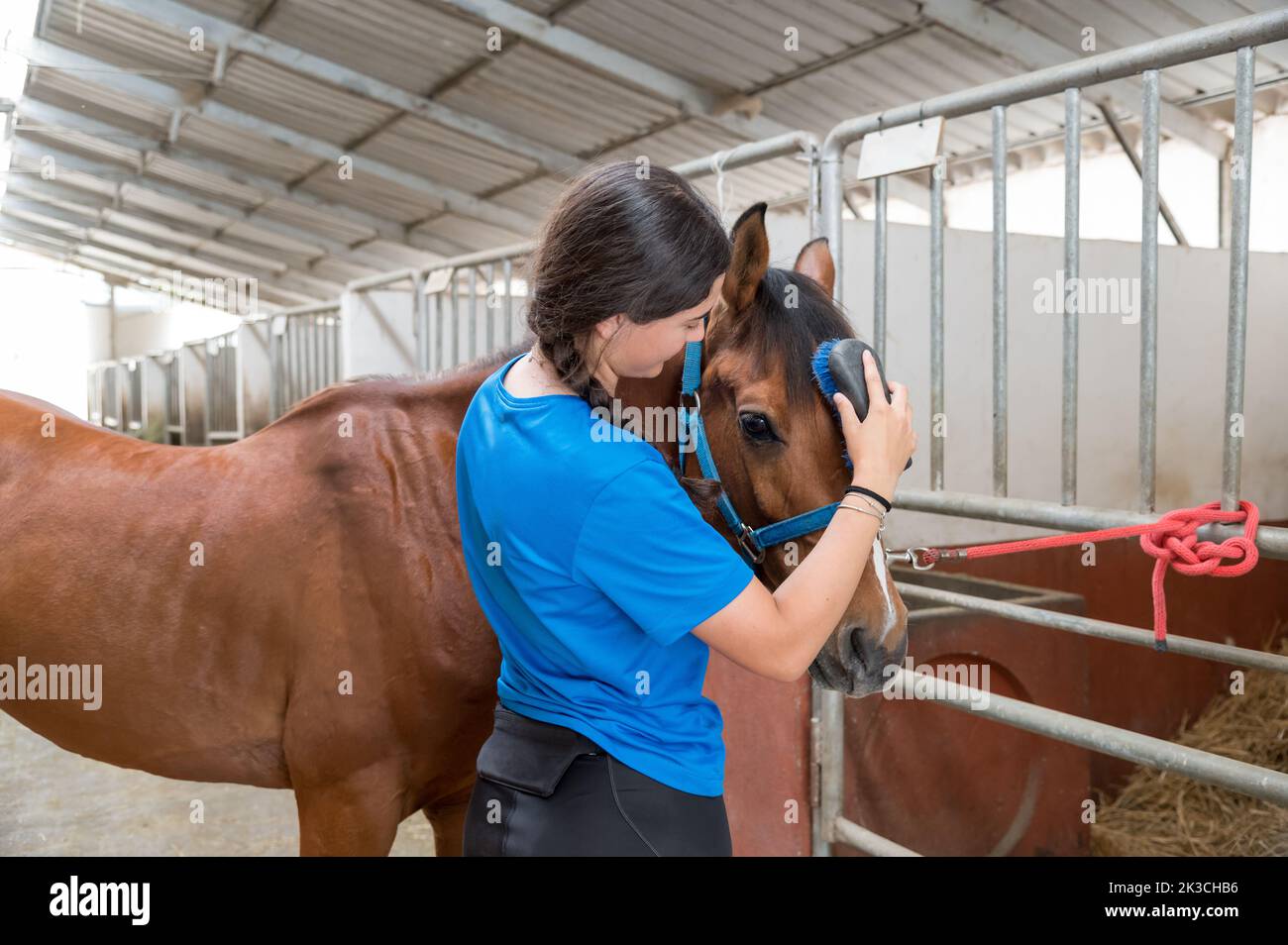Young female with dark hair brushing mane of bay horse tied to bars of stall in barn on ranch Stock Photo