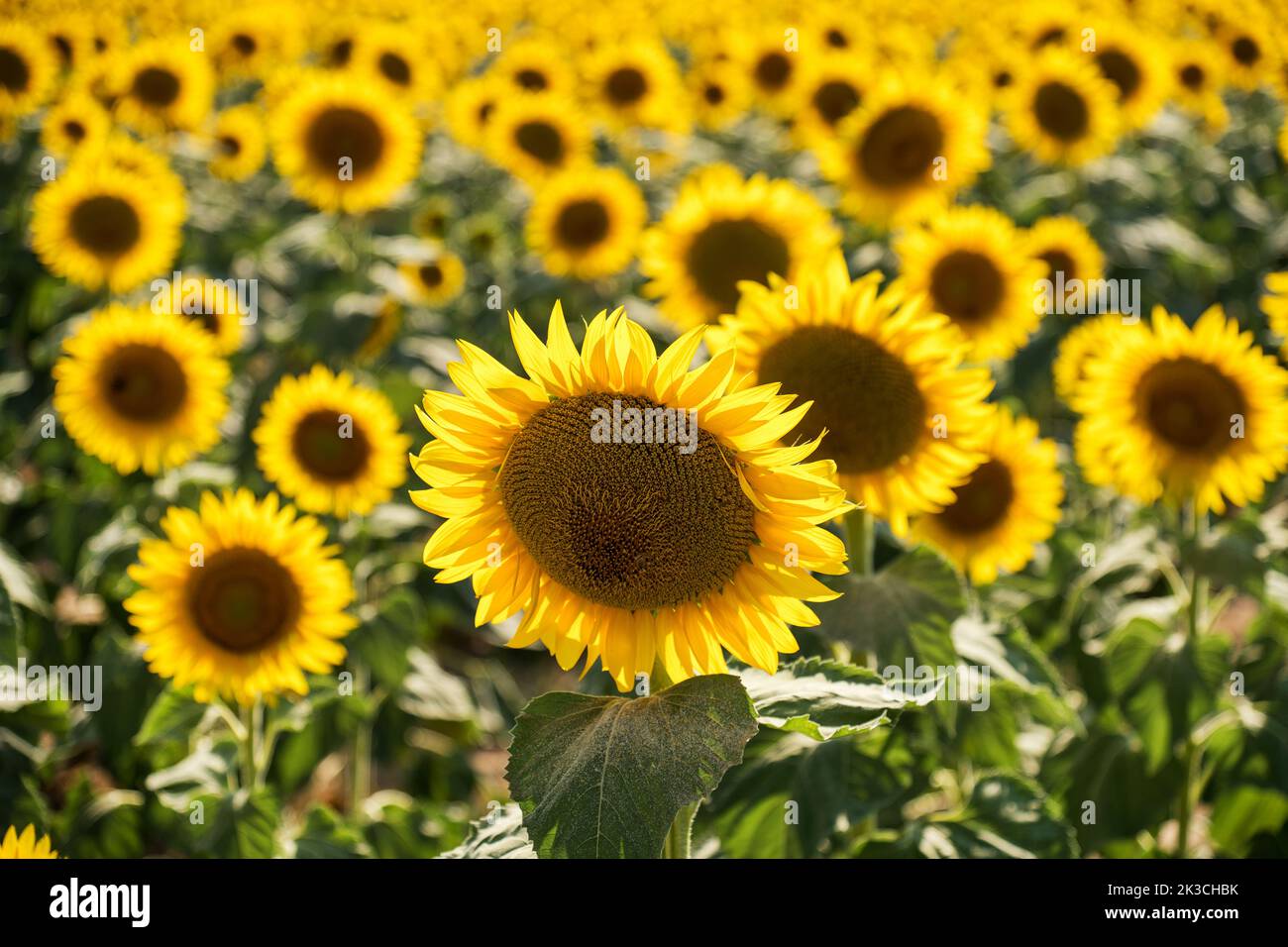 High angle of fresh tender sunflowers with bright yellow petals growing on field on sunny day Stock Photo