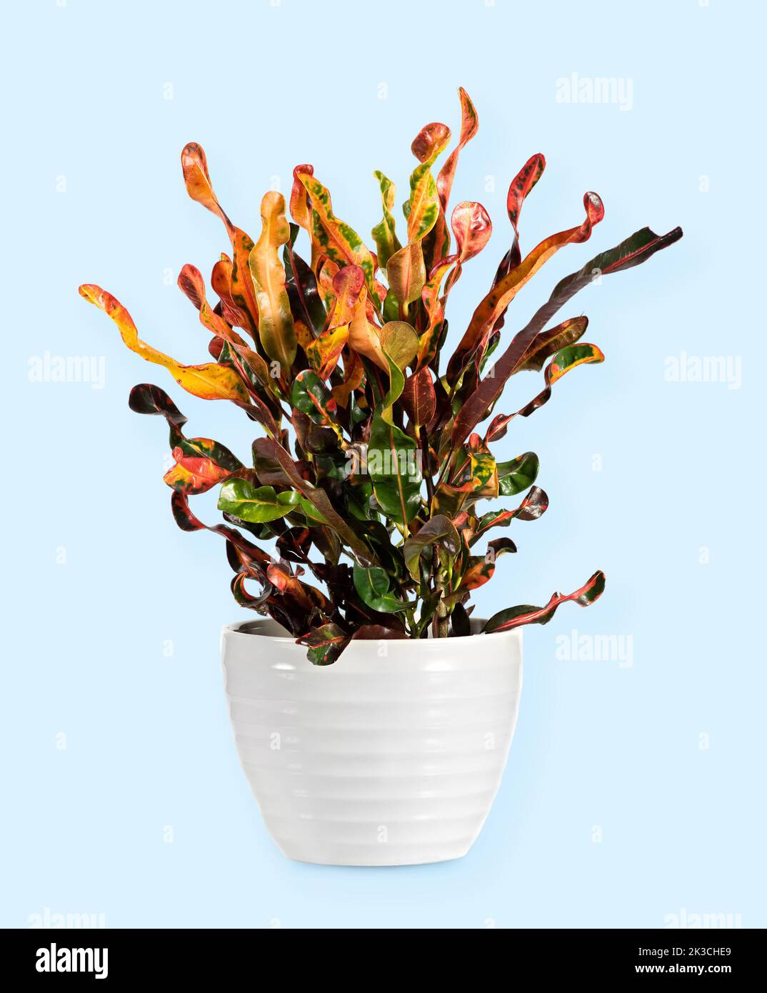 Isolated croton with green and yellow leaves growing in white ceramic pot against blue background in studio Stock Photo