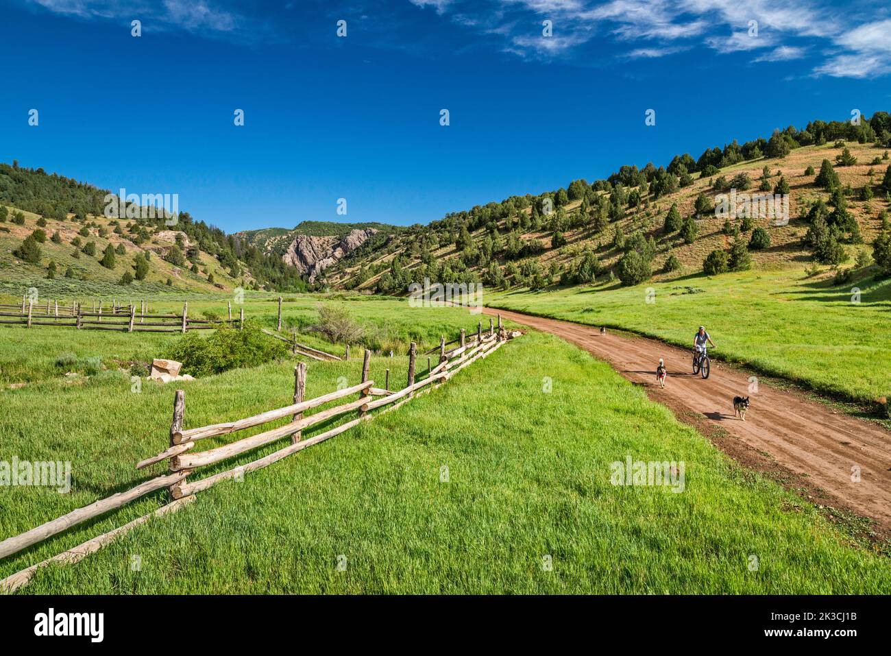 Young woman biking with her three dogs, Rees Valley, Chicken Creek Road, FR 101, San Pitch Mountains, Uinta National Forest, Utah, USA Stock Photo
