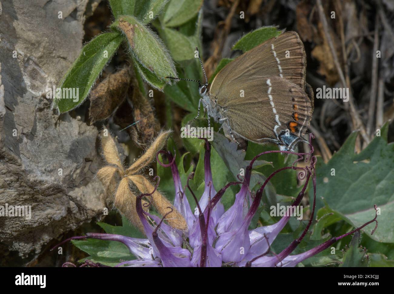 Blue-spot Hairstreak Butterfly, Satyrium spini, on Tufted horned rampion,  Physoplexis comosa, in the Italian Alps. Stock Photo