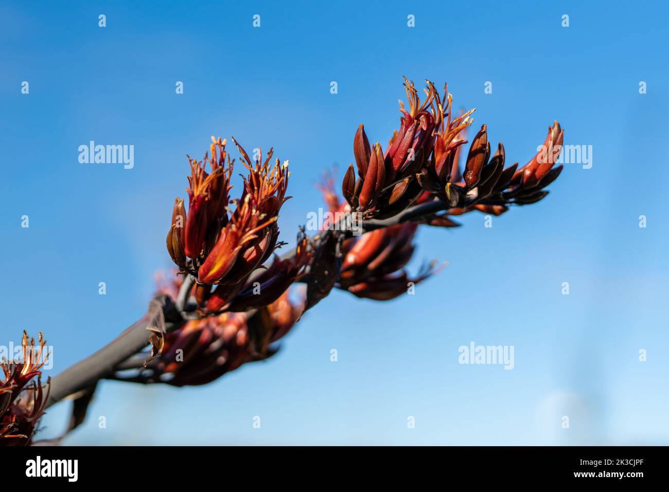 A closeup shot of phormium tenax flowers against a blue sky Stock Photo