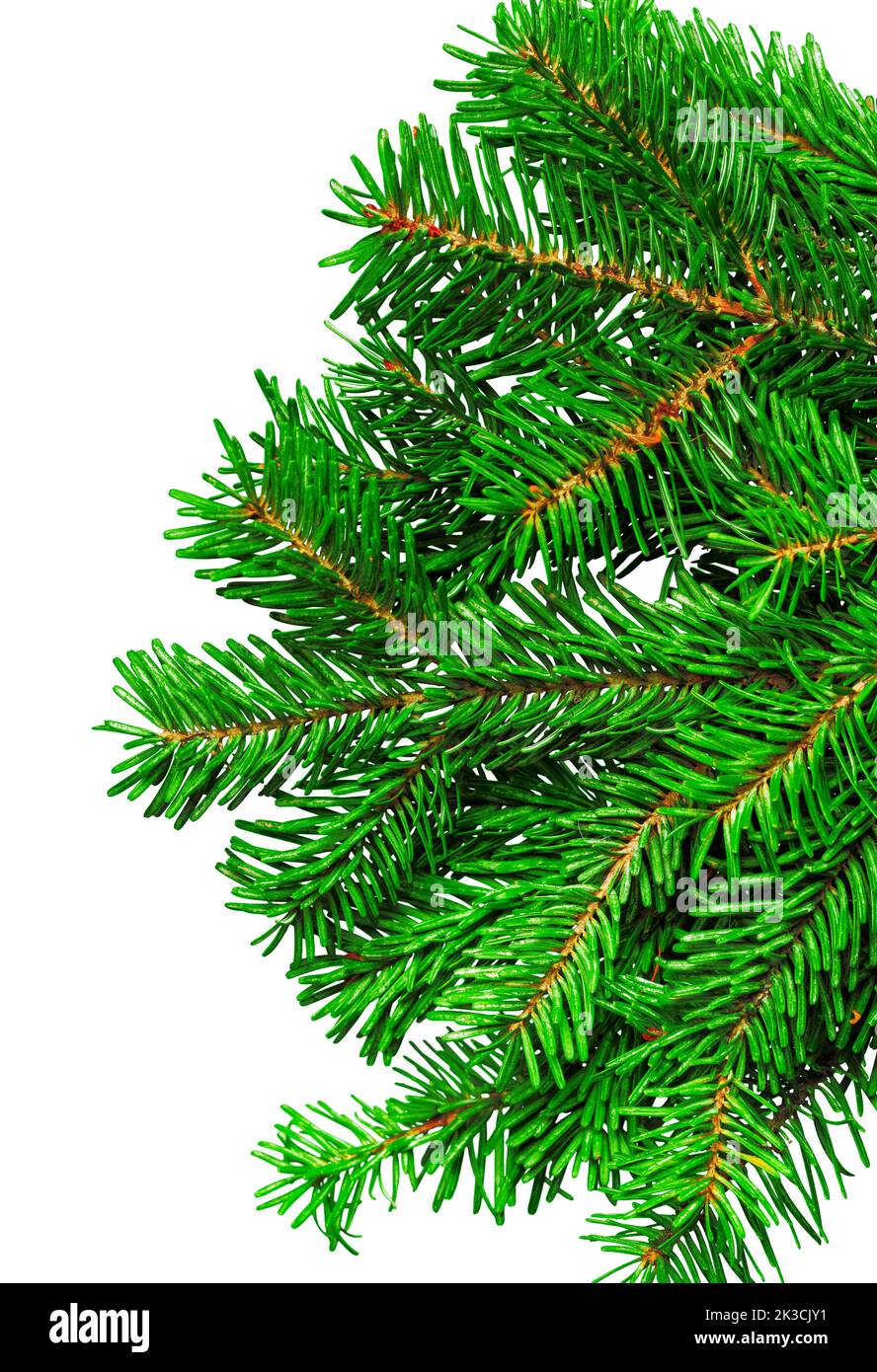 Fir branch isolated on white background Stock Photo - Alamy