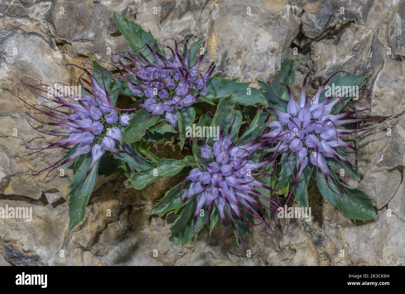 Tufted horned rampion, Physoplexis comosa, in flower on limestone cliff, Italian Alps. Stock Photo