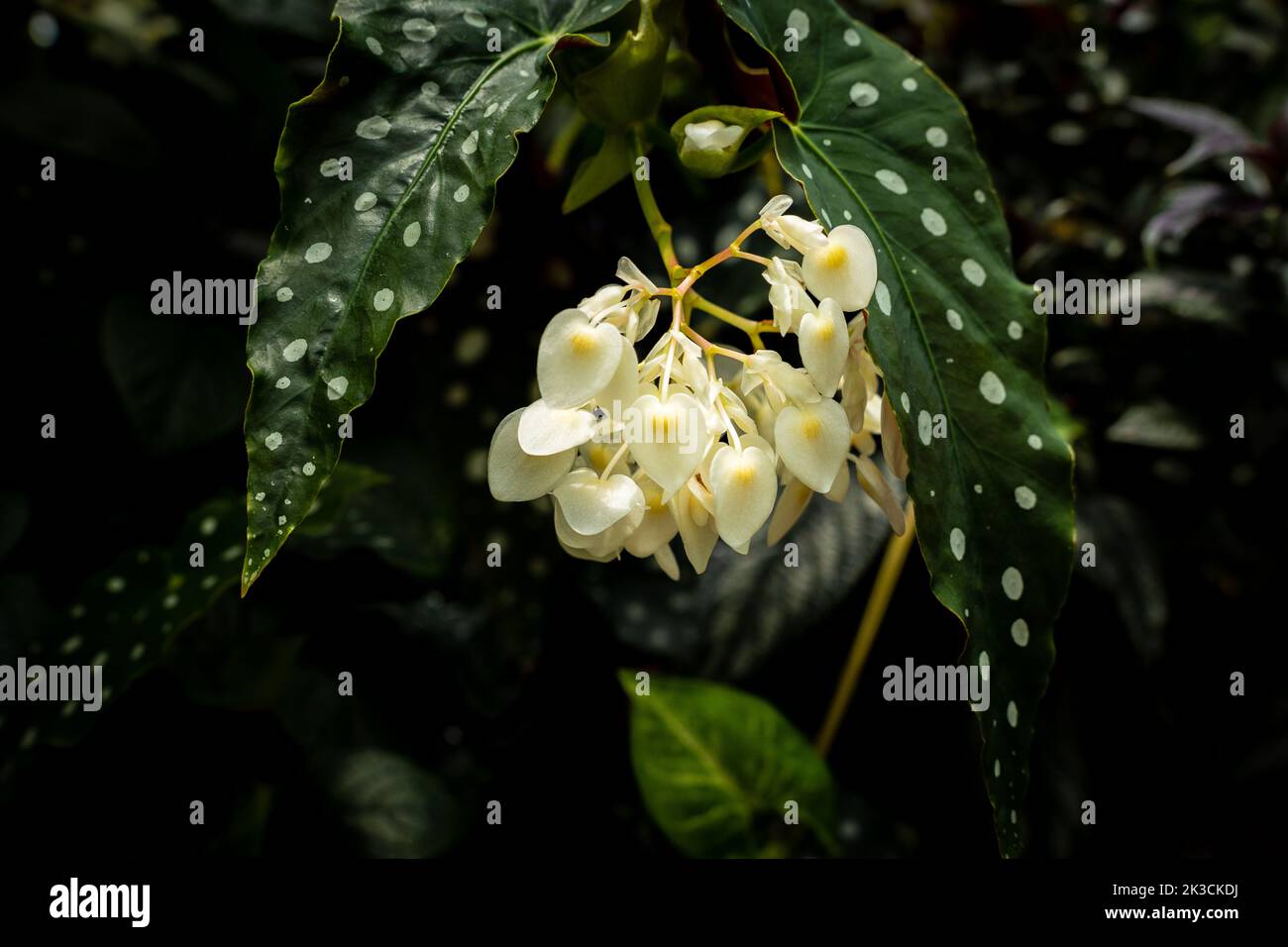 A closeup shot of begonia flowers from Biltmore conservatory Stock Photo