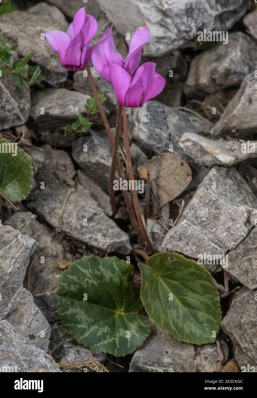 Alpine cyclamen, Cyclamen purpurascens, in flower on limestone slope in the Italian Alps. Stock Photo