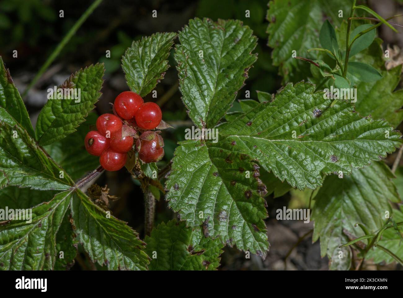 Stone Bramble, Rubus saxatilis, in fruit in late summer. Stock Photo