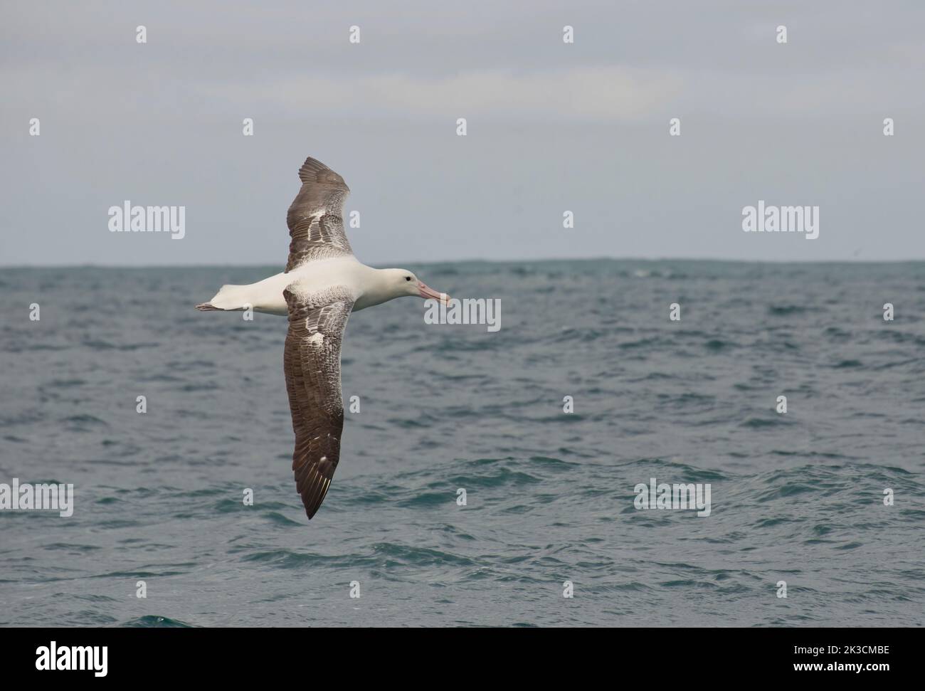 Southern royal albatross or toroa (Diameda sanfordi) in flight Stock Photo