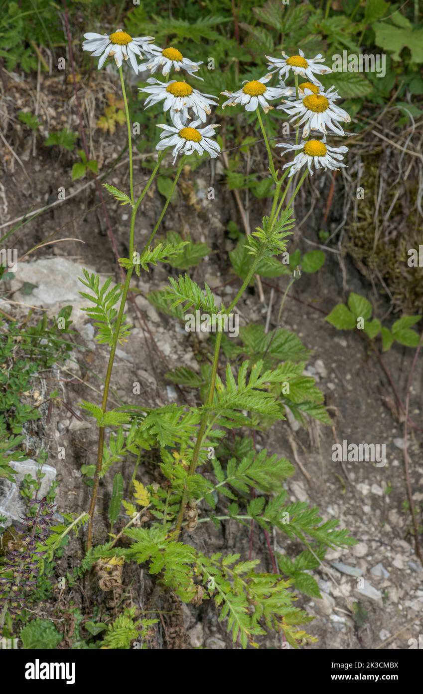 Scentless feverfew, Tanacetum corymbosum, in flower in the Italian Alps. Stock Photo
