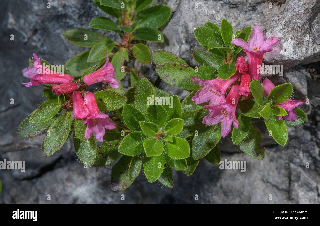 Hairy Alpenrose, Rhododendron hirsutum, in flower on limestone cliff, Italian Alps. Stock Photo