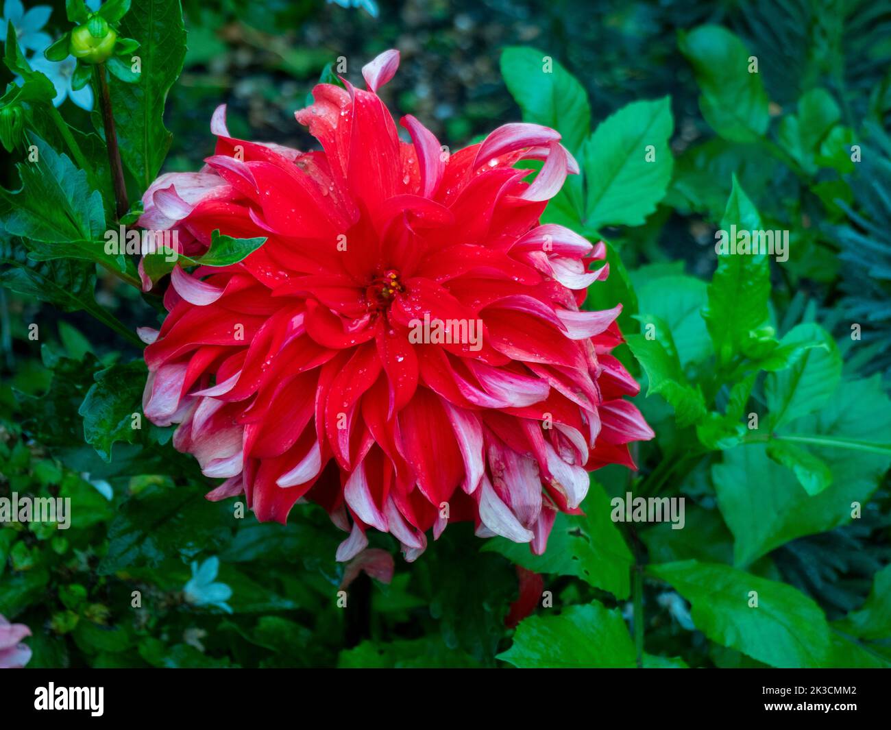 Dahlia 'Red Labyrinth'; detail of a single bloom showing the twisted two tone red petals. Stock Photo