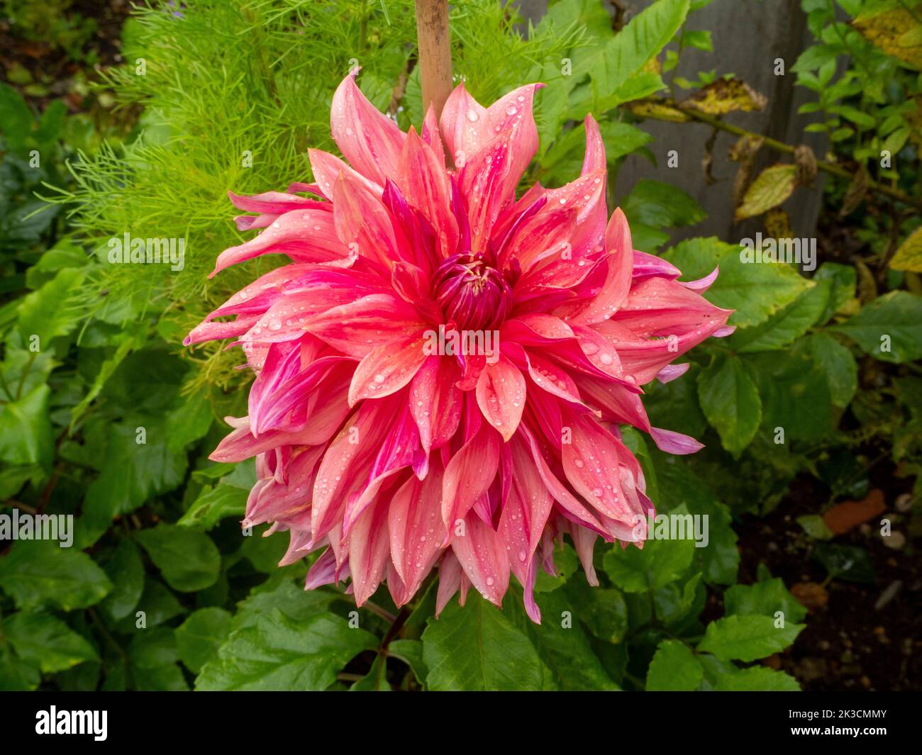 Dahlia dinnerplate variety, "Islander"; an impressive giant bloom at