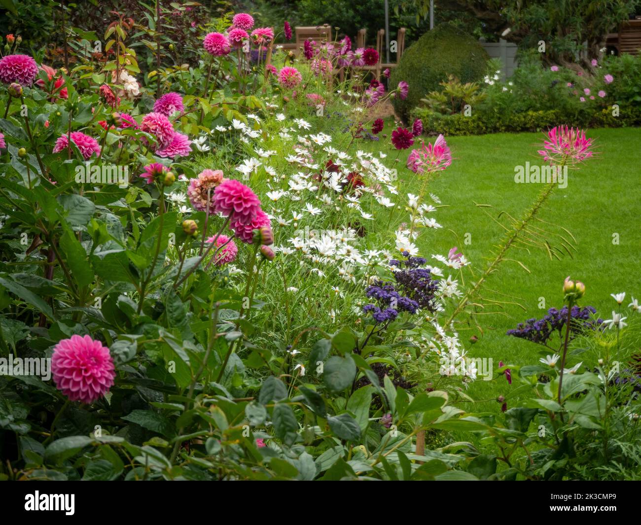 Garden border dahlia daisy hi-res stock photography and images - Alamy