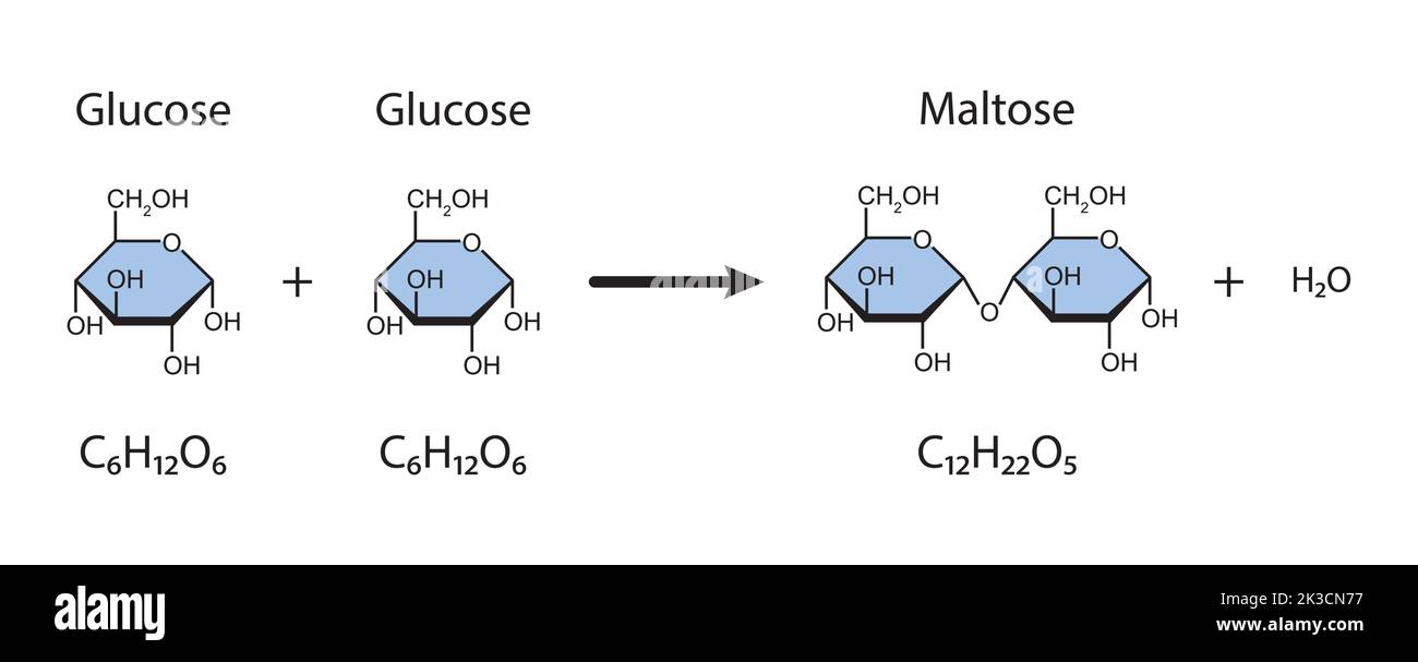 Maltose Formation. Glycosidic Bond Formation From Two molecules of Glucose. Vector Illustration. Stock Vector