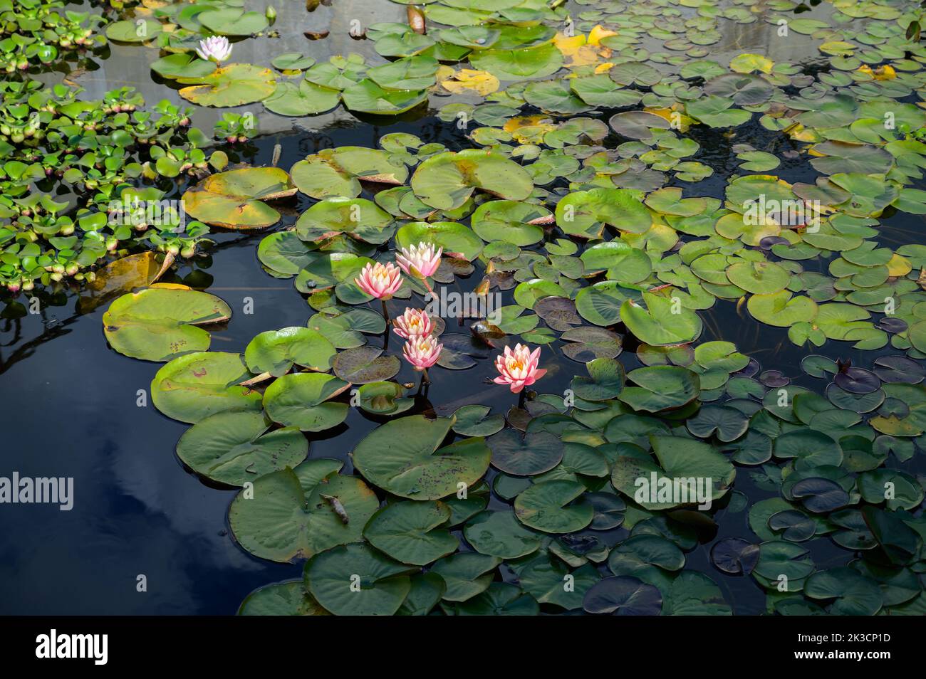 Water lily flowers in a pond. Stock Photo