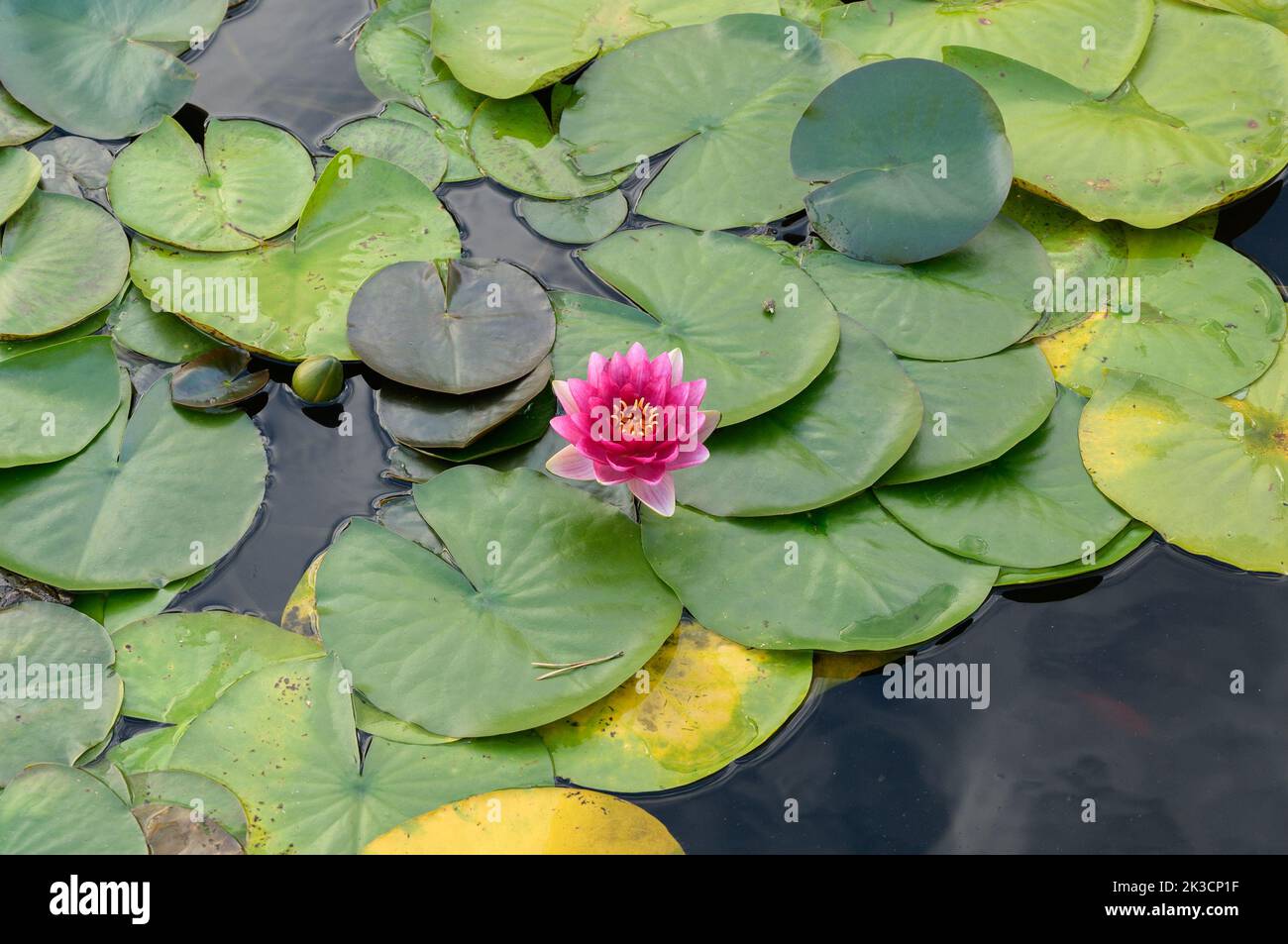 Water lily flower in a pond. Stock Photo