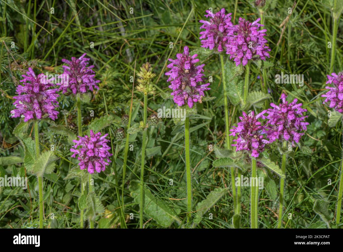 Alpine Betony, Betonica hirsuta, in flower in the  Italian Alps. Stock Photo