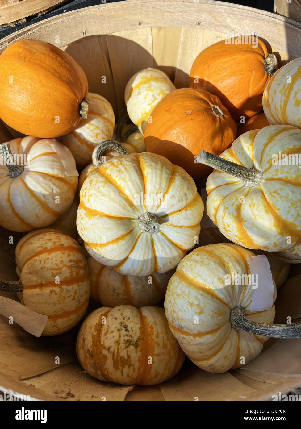 A lot of Autumn Carving Pumpkins for sale at Pumpkin Patch for ...