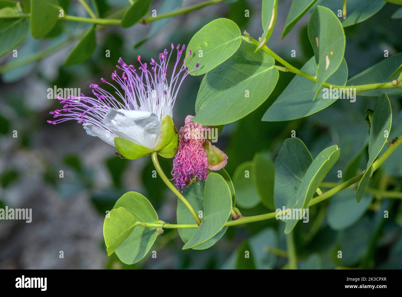Caper, Capparis spinosa, in flower on old wall, Italy. Stock Photo