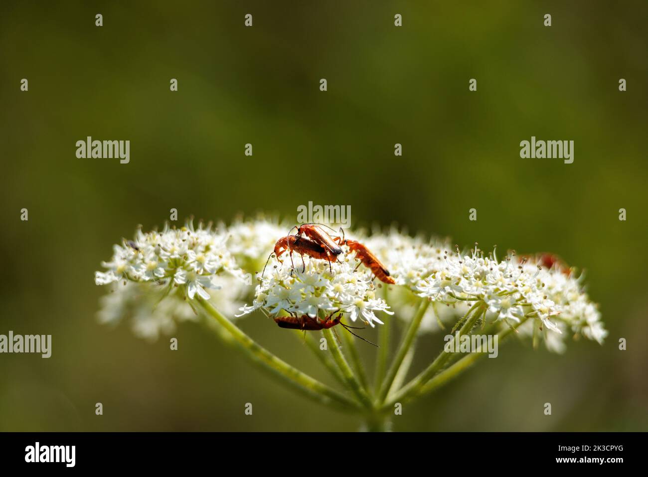 A close-up shot of red beetles on seseli white flowers Stock Photo