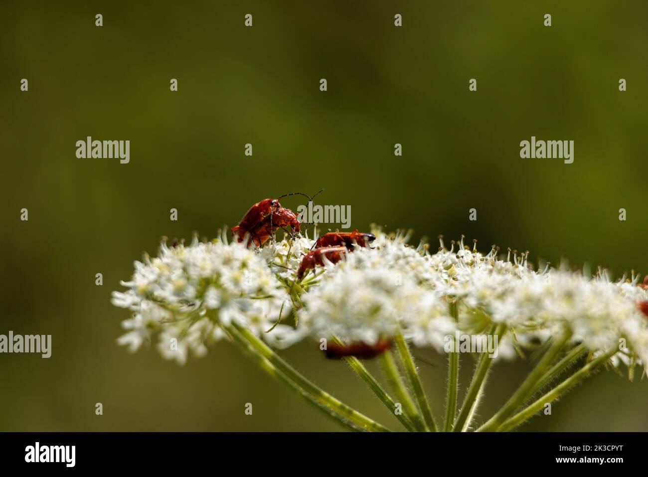 A close-up shot of red beetles on seseli white flowers Stock Photo